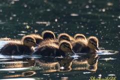 babyducks-Shakaib-Shaikh