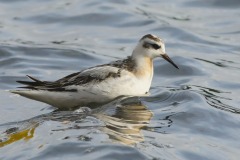 bird-Keith-Reilly