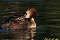 birdcleaning-Shakaib-Shaikh