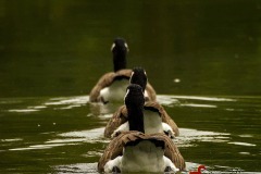 birdsswimming-Shakaib-Shaikh
