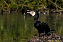 black-bird-Shakaib-Shaikh