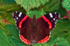 butterfly-Shakaib-Shaikh