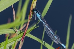 dragonfly-Shakaib-Shaikh