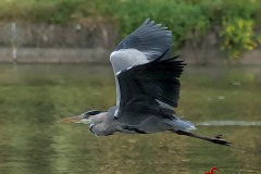 heron-Shakaib-Shaikh