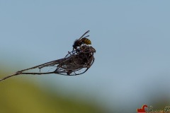 insect-Shakaib-Shaikh