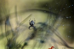 spider-Shakaib-Shaikh