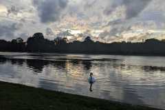 swan-Sara-Aboutorabi