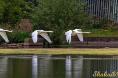 swans-flying-Shakaib-Shaikh