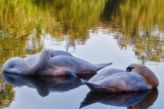 swans-sleeping-Shakaib-Shaikh